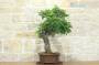 11 - Bonsai di Carpino Nero (2)