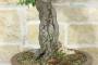 13 - Bonsai di Carpino Nero (2)