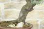 14 - Bonsai di Carpino Nero (2)