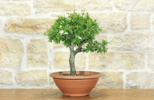 1 - Pre bonsai di Albicocco selvatico (6)