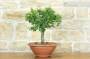 2 - Pre bonsai di Albicocco selvatico (6)