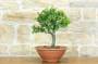 3 - Pre bonsai di Albicocco selvatico (6)