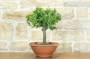 4 - Pre bonsai di Albicocco selvatico (6)