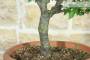 5 - Pre bonsai di Albicocco selvatico (6)