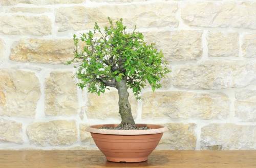 1 - Pre bonsai di Albicocco selvatico (7)
