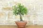 1 - Pre bonsai di Albicocco selvatico (7)