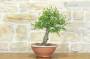 2 - Pre bonsai di Albicocco selvatico (7)