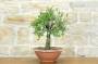 3 - Pre bonsai di Albicocco selvatico (7)