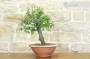4 - Pre bonsai di Albicocco selvatico (7)