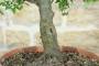 5 - Pre bonsai di Albicocco selvatico (7)