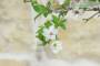 6 - Pre bonsai di Albicocco selvatico (7)