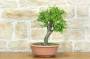 1 - Pre bonsai di Albicocco selvatico (8)