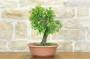 2 - Pre bonsai di Albicocco selvatico (8)