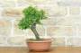 3 - Pre bonsai di Albicocco selvatico (8)