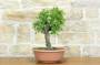 4 - Pre bonsai di Albicocco selvatico (8)