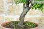 5 - Pre bonsai di Albicocco selvatico (8)