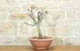 1 - Pre bonsai di Cercis - Albero di Giuda (3)