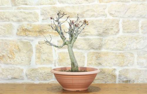1 - Pre bonsai di Cercis - Albero di Giuda (3)