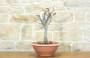 2 - Pre bonsai di Cercis - Albero di Giuda (3)
