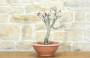 3 - Pre bonsai di Cercis - Albero di Giuda (3)