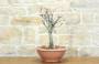 4 - Pre bonsai di Cercis - Albero di Giuda (3)