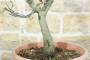 5 - Pre bonsai di Cercis - Albero di Giuda (3)
