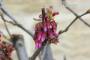 6 - Pre bonsai di Cercis - Albero di Giuda (3)