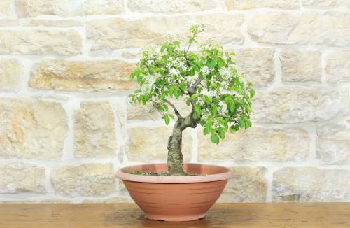 1 - Pre bonsai di Ciliegio Selvatico (4)