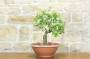 1 - Pre bonsai di Ciliegio Selvatico (4)