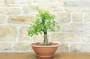 2 - Pre bonsai di Ciliegio Selvatico (4)