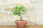 3 - Pre bonsai di Ciliegio Selvatico (4)