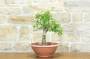4 - Pre bonsai di Ciliegio Selvatico (4)