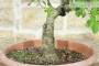 5 - Pre bonsai di Ciliegio Selvatico (4)