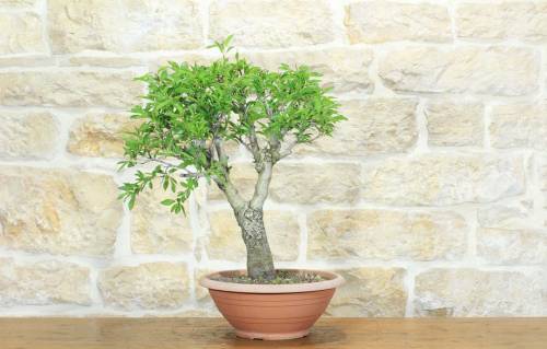 1 - Pre bonsai di Mandorlo (5)
