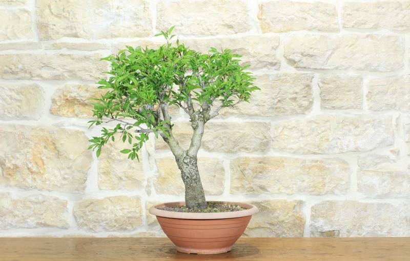 1 - Pre bonsai di Mandorlo (5)
