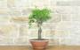 2 - Pre bonsai di Mandorlo (5)