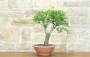 3 - Pre bonsai di Mandorlo (5)