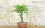4 - Pre bonsai di Mandorlo (5)