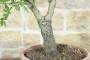 5 - Pre bonsai di Mandorlo (5)