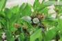 6 - Pre bonsai di Mandorlo (5)