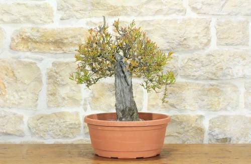 1 - Pre bonsai di Melograno (1)