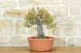 1 - Pre bonsai di Melograno (1)