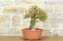 2 - Pre bonsai di Melograno (1)