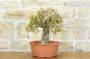 3 - Pre bonsai di Melograno (1)
