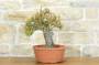 4 - Pre bonsai di Melograno (1)