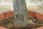 5 - Pre bonsai di Melograno (1)