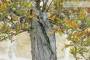 6 - Pre bonsai di Melograno (1)