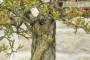 7 - Pre bonsai di Melograno (1)