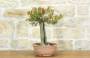 1 - Pre bonsai di Melograno (2)