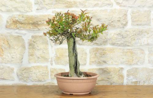1 - Pre bonsai di Melograno (2)